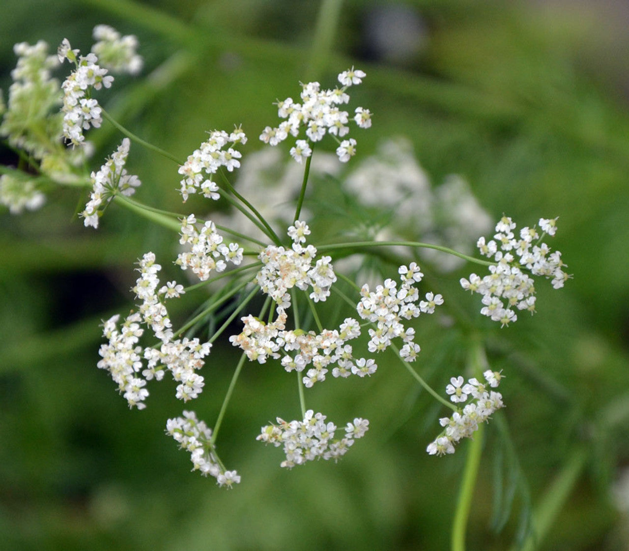 Tikrųjų šventkmynių eterinis aliejus (Trachyspermum ammi) 10 ml