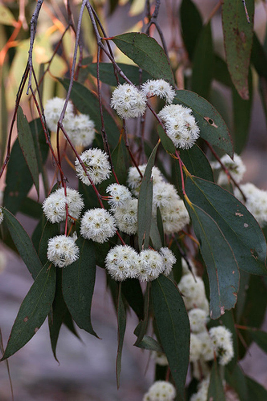 Eukaliptų mėtinių eterinis aliejus (Eucalyptus dives) 10 ml