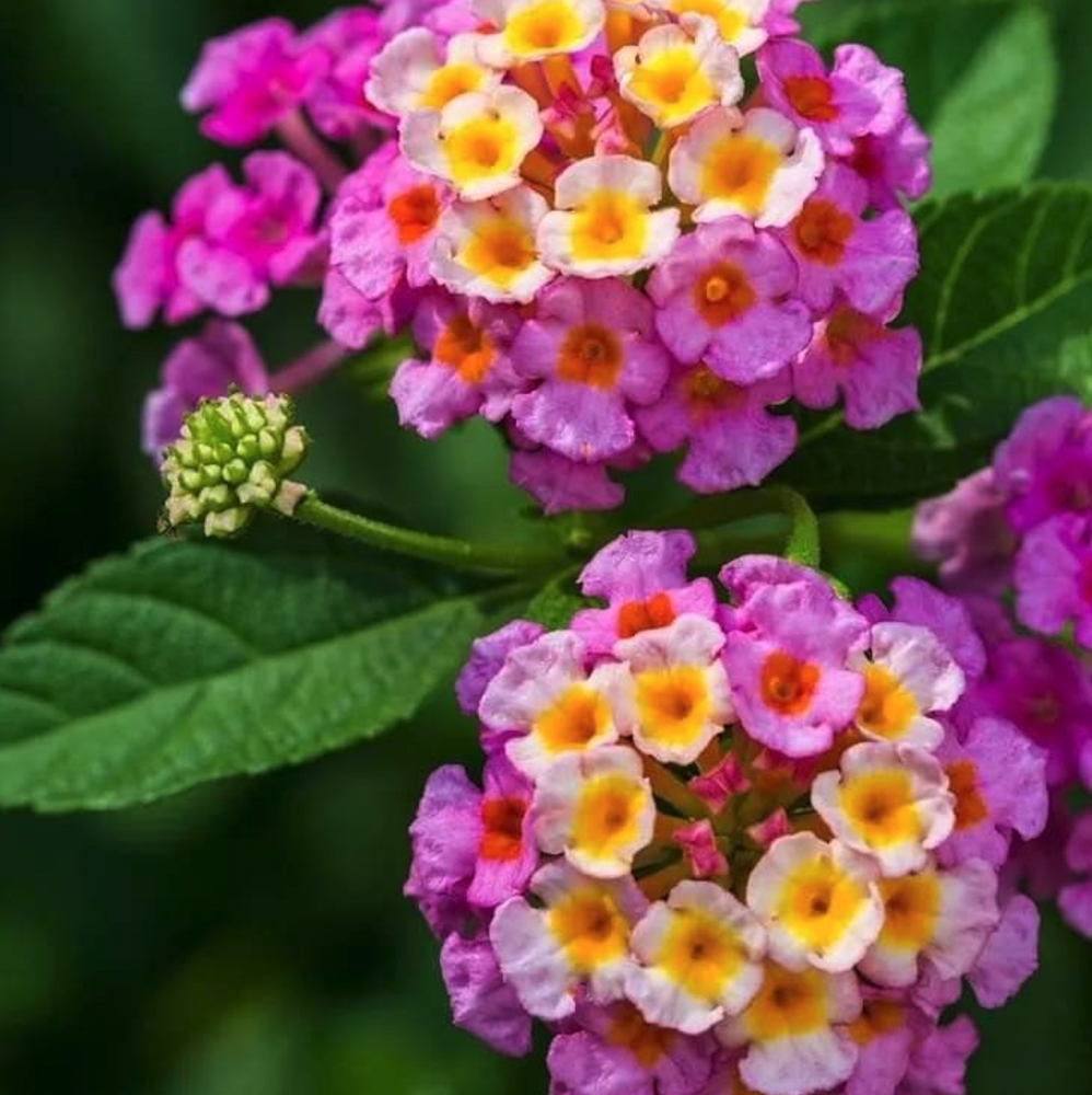 Lantanų eterinis aliejus (Lantana camara) 10 ml