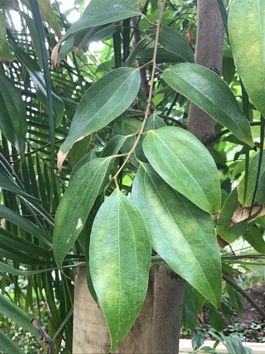 Cinamonų Tamala eterinis aliejus (Cinnamomum Tamala) 10 ml