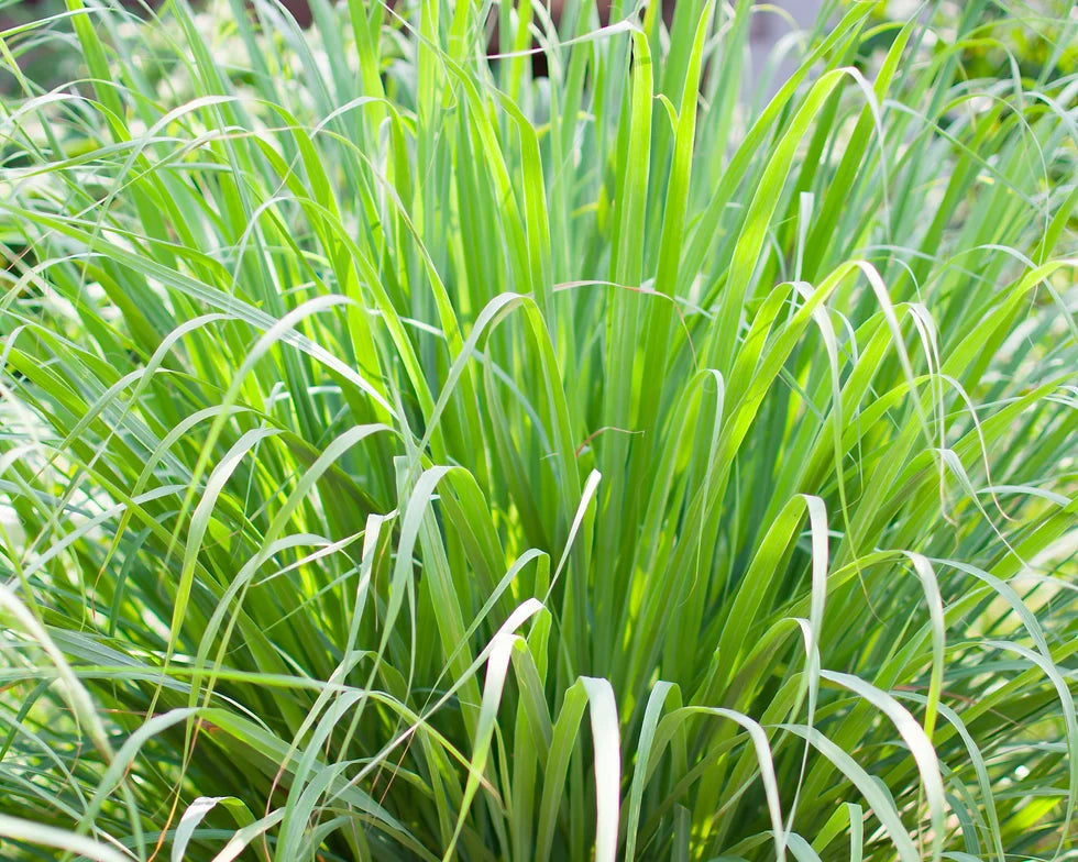Imbierinių citrinžolių/palmarozų eterinis aliejus (Cymbopogon martinii) 5 ml