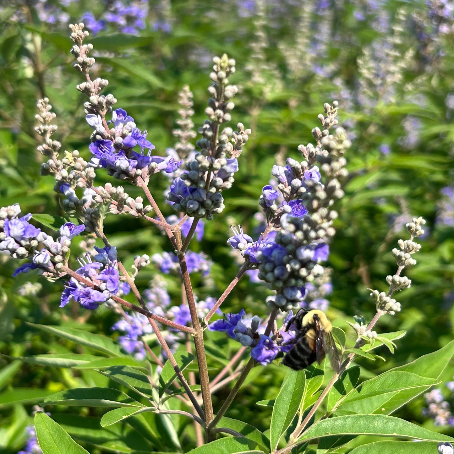 Skaistminų eterinis aliejus (Vitex agnus - castus) 5 ml