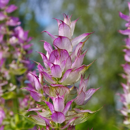 Kvapiųjų šalavijų eterinis aliejus (Salvia sclarea) 5 ml