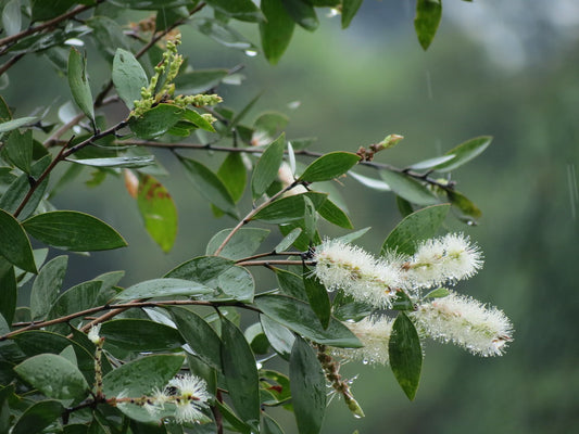 Kajeputų eterinis aliejus (Malaleuca leucadendron) 10 ml