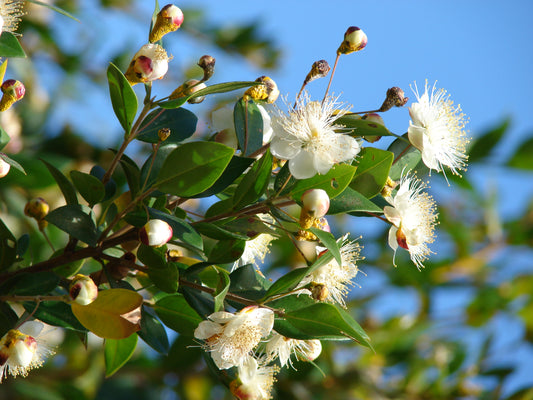 Mirtų eterinis aliejus (Myrtus communis) 10 ml