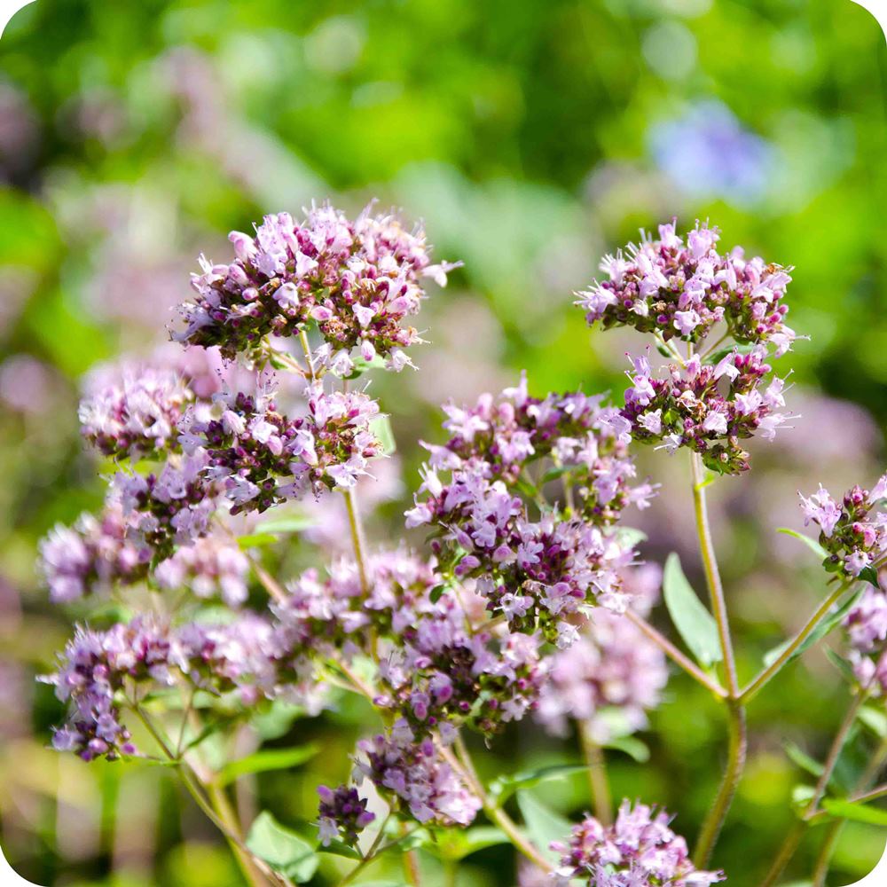 Mairūnų eterinis aliejus (Origanum majorana) 5 ml