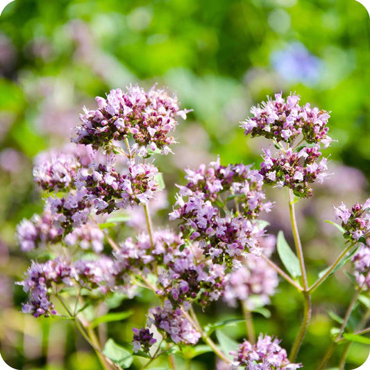Mairūnų eterinis aliejus (Origanum majorana) 5 ml