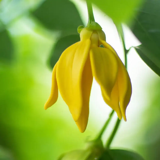 Ylang Ylang eterinis aliejus (Cananga odorata) 5 ml