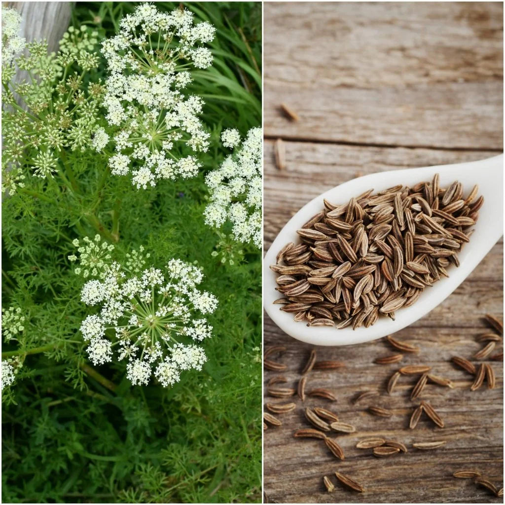 Krapų eterinis aliejus (Carum carvi)  10 ml