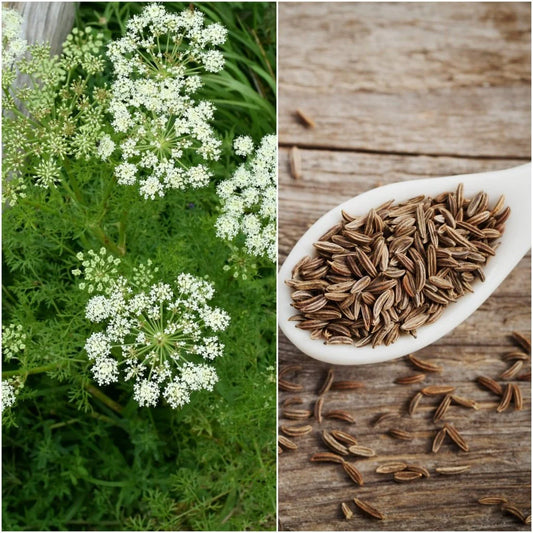 Kmynų eterinis aliejus (Carum carvi)  10 ml