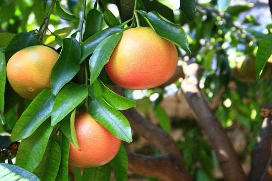 Greipfrutų rausvųjų eterinis aliejus (Citrus paradisi) 5 ml