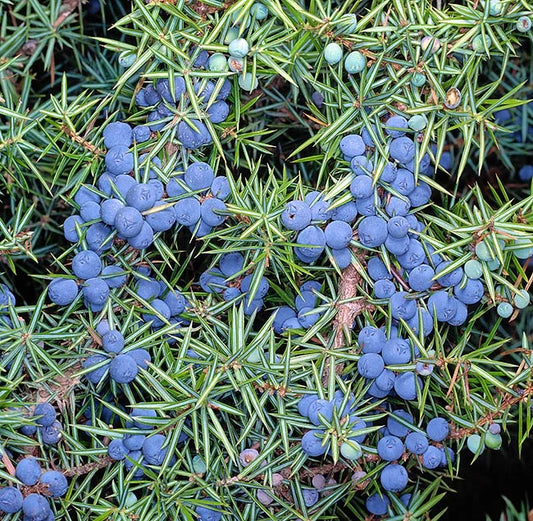 Kadagių uogų eterinis aliejus (Juniperus communis) 10 ml