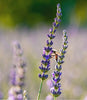 Levandų varpinių eterinis aliejus (Lavandula latifolia) 10 ml