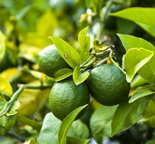 Laimų (žaliųjų citrinų ) eterinis aliejus 10 ml Citrus aurantifolia