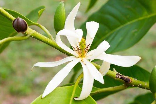 Magnolijų eterinis aliejus (Michelia alba) 5 ml