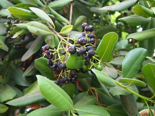 Kvapiųjų pipirų / pimentų eterinis aliejus (Pimenta racemosa) 5 ml