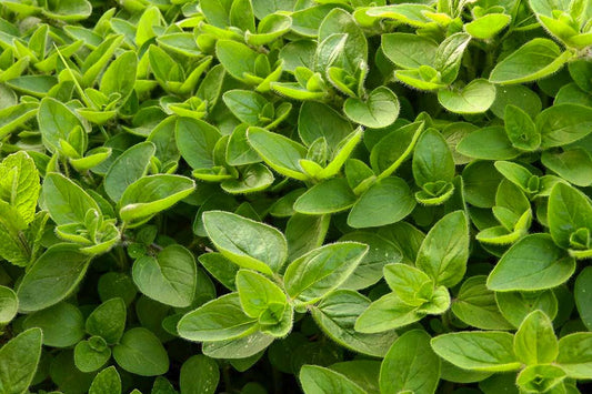 Mairūnų eterinis aliejus (Origanum majorana) 5 ml